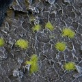 Tiny-Light-Green-2mm