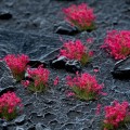 pol_pl_Pink-Flowers-20581_2