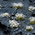 pol_pl_White-Flowers