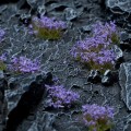 pol_pl_Violet-Flowers