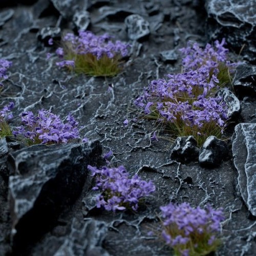 pol_pl_Violet-Flowers