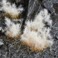 pol_pl_Spikey-Winter-12mm-19067_2.jpg