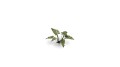 pol_pl_Laser-Plants-Lords-and-Ladies-Obrazki-Plamiste-22171_1.jpg