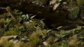 pol_pl_Laser-Plants-Lords-and-Ladies-Obrazki-Plamiste-22171_3.jpg