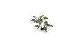 pol_pl_Laser-Plants-Lords-and-Ladies-Obrazki-Plamiste-22171_6.jpg