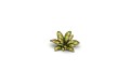 pol_pl_Laser-Plants-Dumb-Cane-Difenbachia-22170_2.jpg