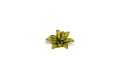 pol_pl_Laser-Plants-Dumb-Cane-Difenbachia-22170_3.jpg