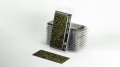 pol_pl_Laser-Plants-Dumb-Cane-Difenbachia-22170_5.jpg