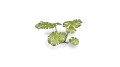 pol_pl_Laser-Plants-Monstera-22179_1.jpg