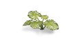 pol_pl_Laser-Plants-Monstera-22179_2.jpg