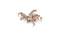 pol_pl_Laser-Plants-Dry-Bracken-Wysuszona-Paproc-22178_2.jpg