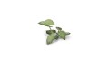 pol_pl_Laser-Plants-Elephant-Ear-Kolokazja-22174_1.jpg
