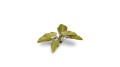 pol_pl_Laser-Plants-Elephant-Ear-Kolokazja-22174_2.jpg