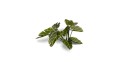 pol_pl_Laser-Plants-Elephant-Ear-Kolokazja-22174_3.jpg
