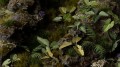 pol_pl_Laser-Plants-Elephant-Ear-Kolokazja-22174_4.jpg
