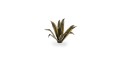 pol_pl_Laser-Plants-Agave-Agawa-22172_2.jpg