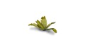 pol_pl_Laser-Plants-Banana-Tree-Bananowiec-22173_1.jpg