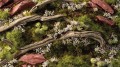 gamers-grass-white-rose-flowers (1).jpg