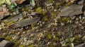 gamers-grass-white-lily-tiny-flowers (1).jpg