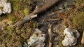 gamers-grass-swamp-shrubs (1).jpg