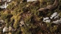gamers-grass-dark-green-shrubs (1).jpg