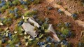 gamers-grass-cornflower-tiny-flowers (1).jpg