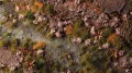 gamers-grass-pink-orchid-tiny-flowers (1).jpg