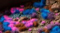 nebulae.jpg